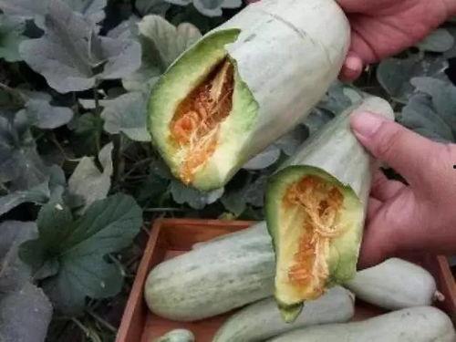 山里野瓜怎么吃呢,山里野瓜的多样食法探索