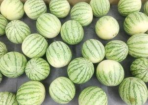 道具 安静吃瓜,安静吃瓜，揭秘娱乐圈幕后风云