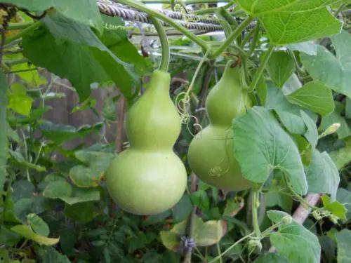 葫芦瓜如何摘瓜吃视频,葫芦瓜采摘与美味食用指南