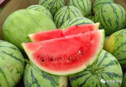 森贝儿吃瓜,揭秘娱乐圈背后的秘密