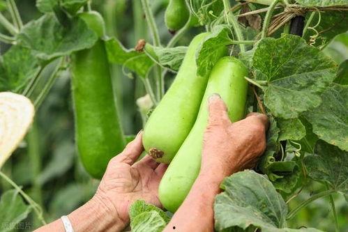 南京吃秋瓜,秋瓜飘香，尽享秋意盎然