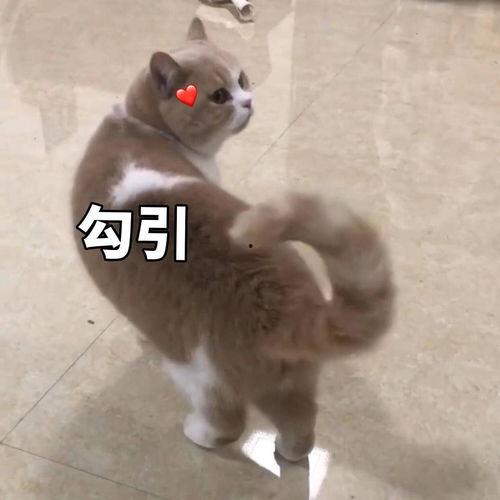 边伯贤 吃瓜,娱乐圈的“吃瓜”达人，揭秘明星幕后故事