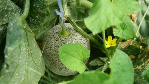 夏季炎炎不如吃瓜,尽享清凉——夏季吃瓜指南