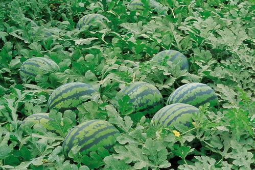 藤萝青衫吃瓜亭,揭秘古代文人雅士的闲情逸致