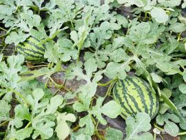 户子瓜咋吃,从传统到创新