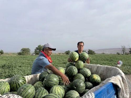 吃瓜宝冢,揭秘娱乐圈的神秘面纱