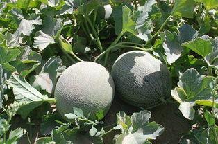 河职吃瓜是什么意思,揭秘校园热点背后的真相与趣味