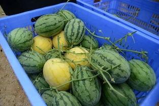 金裙吃瓜,揭秘娱乐圈幕后风云