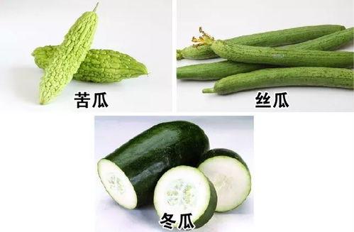 吃瓜苦瓜和冬瓜,吃瓜、苦瓜与冬瓜的奇妙之旅