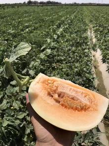 绿洲世界吃瓜,瓜田里的奇幻冒险之旅