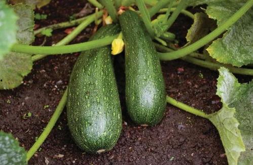 秋天吃瓜了,秋季吃瓜指南