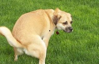 狗狗吃白瓜上火