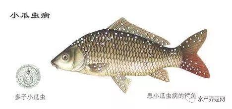 鱼儿吃小瓜虫,生态链中的微妙平衡