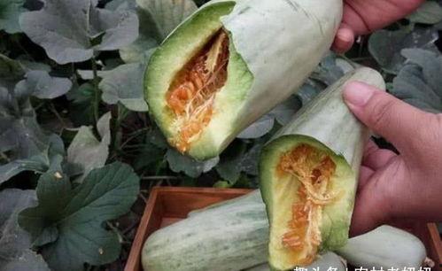 磁瓜孕妇吃,磁瓜孕妇吃，营养与安全并重