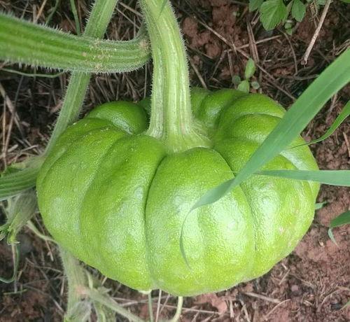 吃瓜对什么作用,揭秘生活中的神奇作用